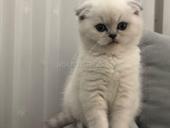 ищю До завтра срочна 