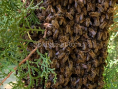 Куплю пчёл 5т