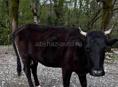 Продается корова