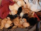 Цыплята 
