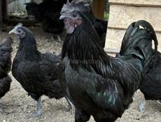 Цыплята Ухейлюй