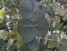 Саженцы эвкалипта 