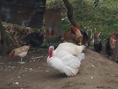 Индюк 7-8 килограмм 