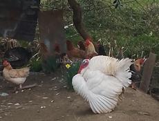 Индюк 7-8 килограмм 