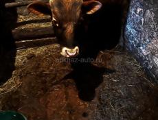 Телочка и бычок 