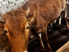 Телочка и бычок 