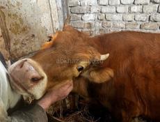 Телочка и бычок 