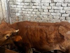 Телочка и бычок 