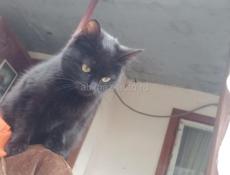 В добрые руки❗️