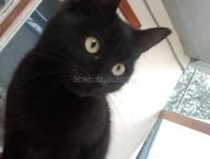 В добрые руки❗️