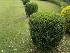 Бересклет японский