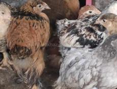 Продаются цыплята 