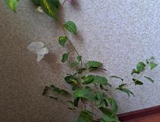 Бугенвиллия Mary Palmer