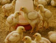 Бролеры в продаже 