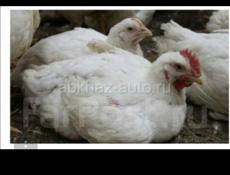 Бролеры в продаже 