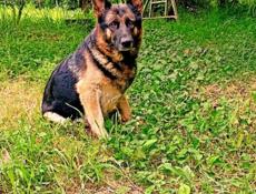 Продаются щенки немецкой овчарки