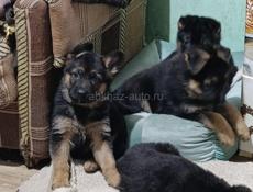 Продаются щенки немецкой овчарки 