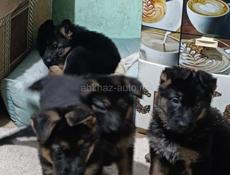 Продаются щенки немецкой овчарки