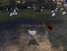 Продаю домашние, куры также цыплята, разных возрастов.