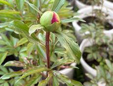 Цвета : пионы , розы, лилии , и многое другое   