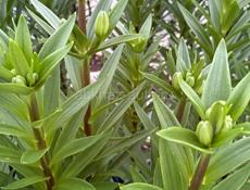 Цвета : пионы , розы, лилии , и многое другое