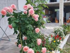 Мини гостиница"ЛИВИЯ""