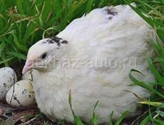 Яйцо инкубационное и цыплята ПЕРЕПЕЛКИ ТЕХАС