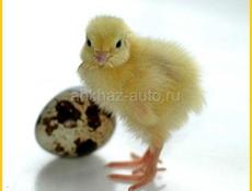 Яйцо инкубационное и цыплята ПЕРЕПЕЛКИ ТЕХАС
