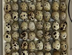 Яйцо инкубационное и цыплята ПЕРЕПЕЛКИ ТЕХАС