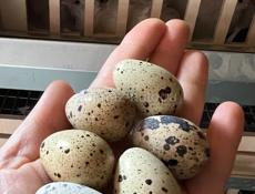 Яйцо инкубационное и цыплята ПЕРЕПЕЛКИ ТЕХАС