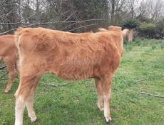 Продаётся годичная тёлка