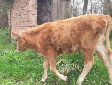Продаётся годичная тёлка