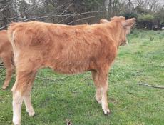 Продаётся годичная тёлка