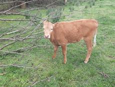 Продаётся тёлка трёхмесячная