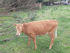 Продаётся тёлка трёхмесячная