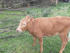 Продаётся тёлка трёхмесячная