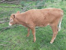 Продаётся тёлка трёхмесячная