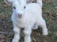 Продаются козлята