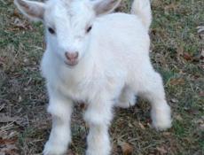 Продаются козлята