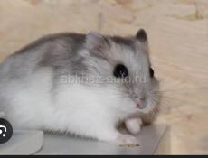 Продаются хомяки джунгарики , ручные и милые лучшие питомцы в дом 