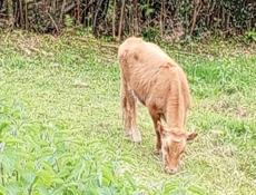 Коровы бычки