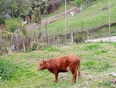 Коровы бычки