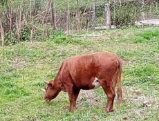 Коровы бычки