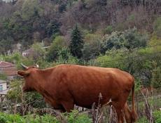 Коровы бычки