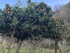 Дом с участком