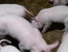 Поросята 