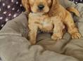ПРОДАЮТСЯ ЩЕНКИ СПАНИЕЛЬ 