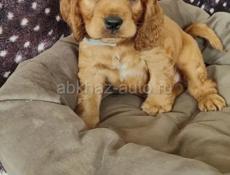 ПРОДАЮТСЯ ЩЕНКИ СПАНИЕЛЬ 