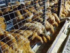 Продаются домашние цеплята 