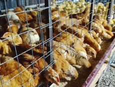 Продаются домашние цеплята 